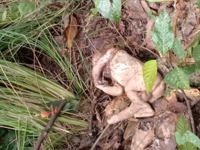 नवलपरासी कावासोतीको जंगलमा  मृत अवस्थामा नवजात शिशु फेला