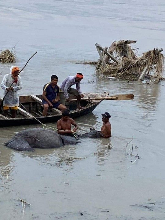 सुस्तामा भाले गैंडा मृत अवस्थामा फेला