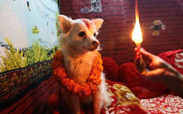 आज कुकुर तिहारः कुकुर पाल्नुस्, मुटुरोग र मधुमेहबाट बच्नुस्