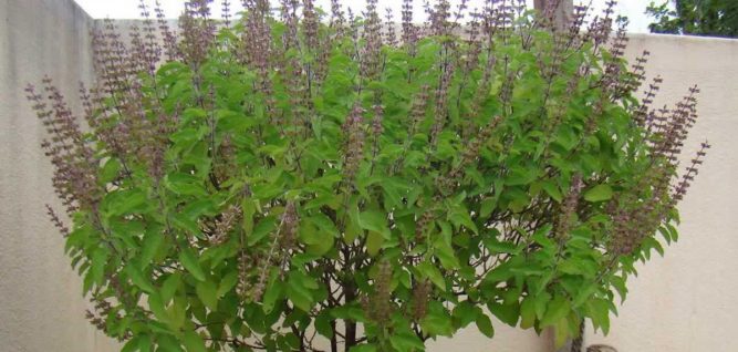 आजबाट आकाशदीपदान, तुलसी पूजा र कार्तिक स्नान सुरु