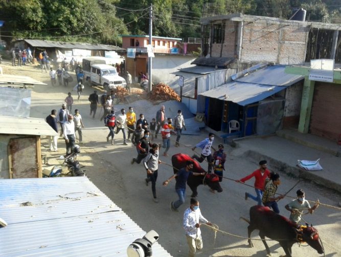 प्रशासनको आदेश अवज्ञा गर्दै राँगाको बली (तस्वीरमा)