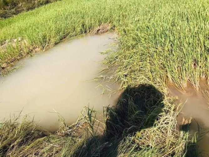 बाढीले विनयी त्रिवेणीमा धानबाली नष्ट