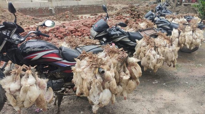 २ लाख  ७५ हजार मुल्य बराबरको अवैध मालसामान तथा  वोईलर कुखुरा बरामद