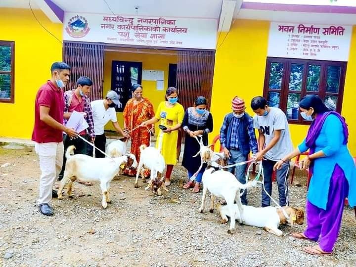 मध्यविन्दु नगरपालिकाद्वारा किसानलाई बोयर बोका वितरण