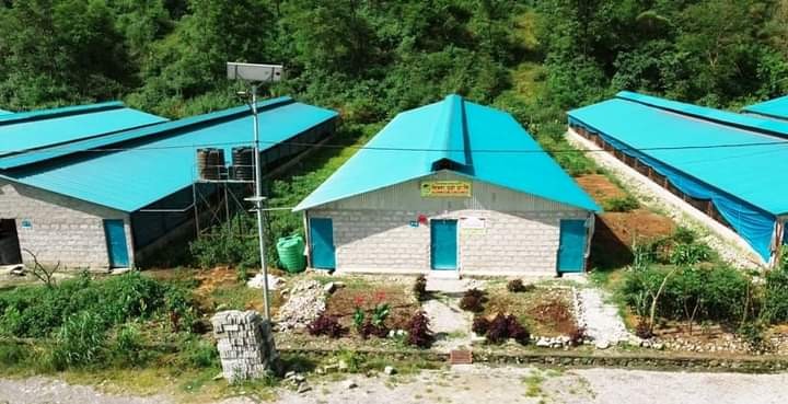 कोरोनाले व्यापार चौपट, युवा व्यवसायी  बंगुरपालन तर्फ